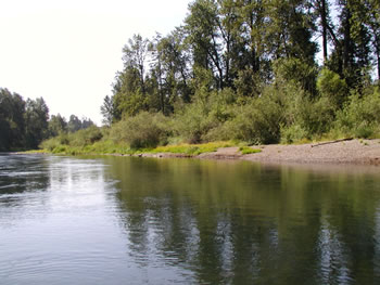 Lower South Santiam River at Waterloo County Park